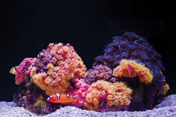Island Events • July 12, 2018